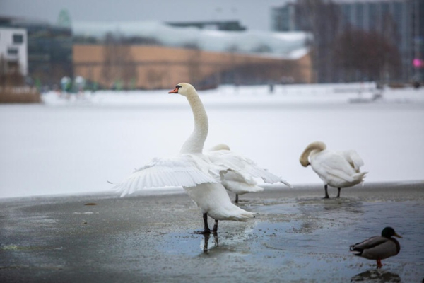 4 avian flu cases detected in waterfowls in Helsinki 4 avian flu cases detected in waterfowls in Helsinki