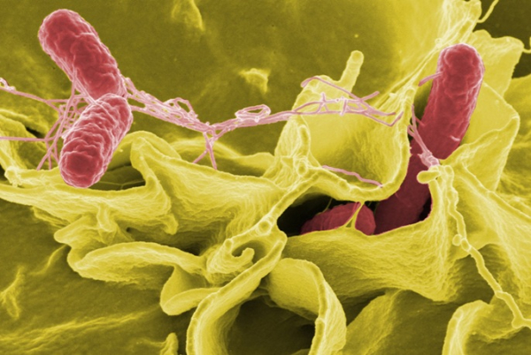 64 cases of salmonella Bovismorbificans detected in spring 64 cases of salmonella Bovismorbificans detected in spring